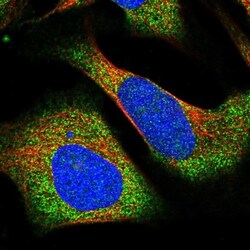 Layilin Antibody, Novus Biologicals 0.1mL; Unlabeled:Antibodies, Polyclonal